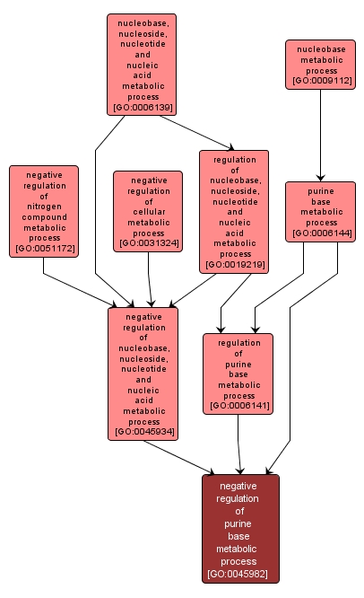 GO:0045982 - negative regulation of purine base metabolic process (interactive image map)