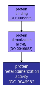 GO:0046982 - protein heterodimerization activity (interactive image map)