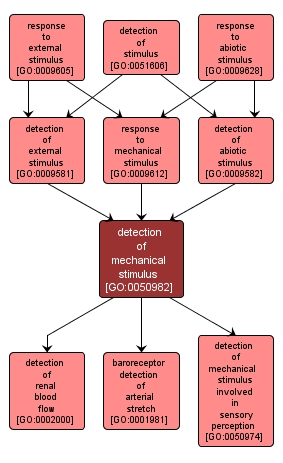 GO:0050982 - detection of mechanical stimulus (interactive image map)