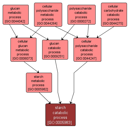 GO:0005983 - starch catabolic process (interactive image map)