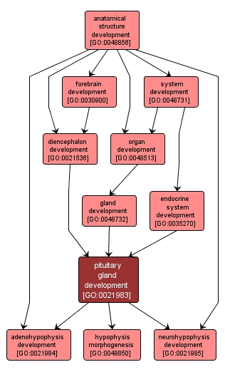 GO:0021983 - pituitary gland development (interactive image map)