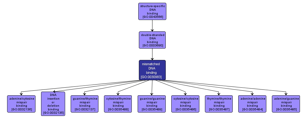 GO:0030983 - mismatched DNA binding (interactive image map)