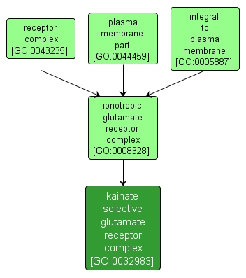 GO:0032983 - kainate selective glutamate receptor complex (interactive image map)
