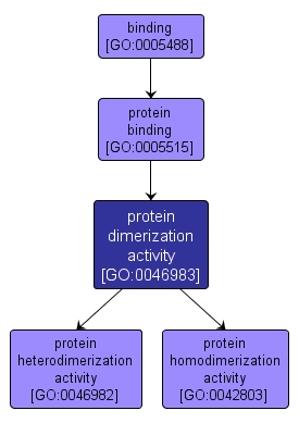 GO:0046983 - protein dimerization activity (interactive image map)