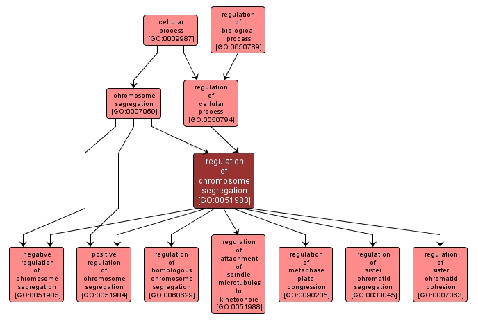 GO:0051983 - regulation of chromosome segregation (interactive image map)