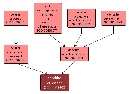 GO:0070983 - dendrite guidance (interactive image map)