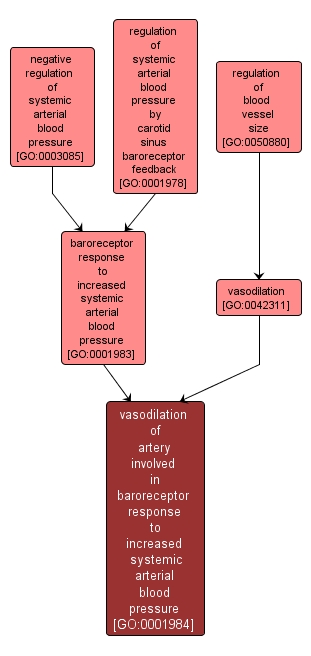 GO:0001984 - vasodilation of artery involved in baroreceptor response to increased systemic arterial blood pressure (interactive image map)