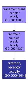 GO:0004984 - olfactory receptor activity (interactive image map)