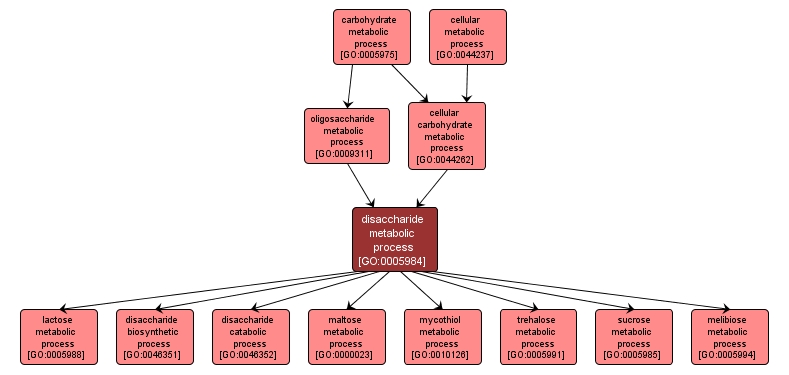 GO:0005984 - disaccharide metabolic process (interactive image map)