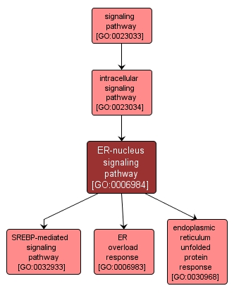 GO:0006984 - ER-nucleus signaling pathway (interactive image map)