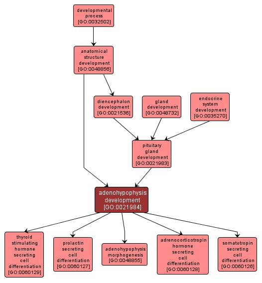 GO:0021984 - adenohypophysis development (interactive image map)