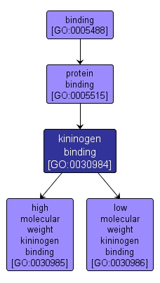 GO:0030984 - kininogen binding (interactive image map)