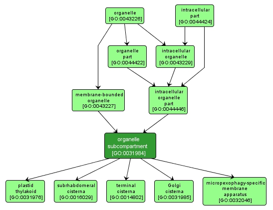 GO:0031984 - organelle subcompartment (interactive image map)