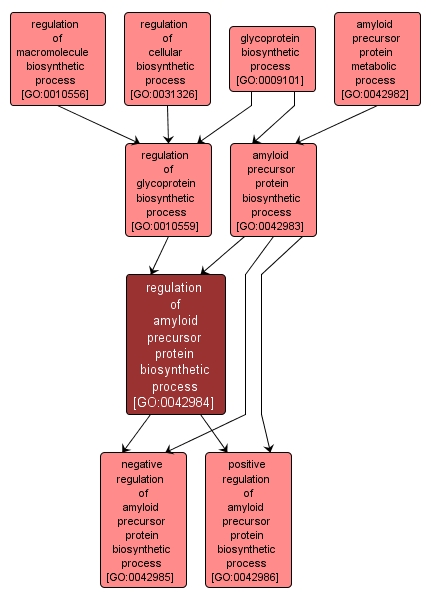 GO:0042984 - regulation of amyloid precursor protein biosynthetic process (interactive image map)