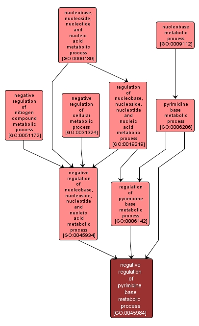 GO:0045984 - negative regulation of pyrimidine base metabolic process (interactive image map)