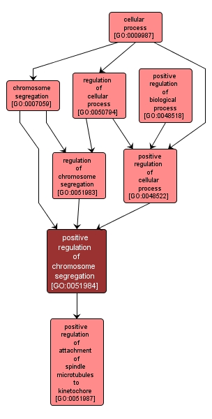 GO:0051984 - positive regulation of chromosome segregation (interactive image map)