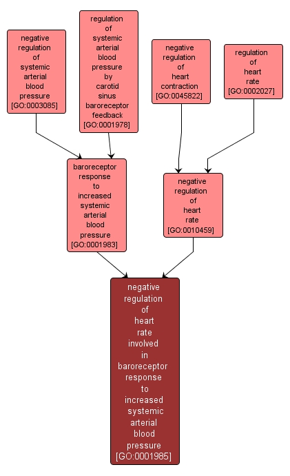 GO:0001985 - negative regulation of heart rate involved in baroreceptor response to increased systemic arterial blood pressure (interactive image map)