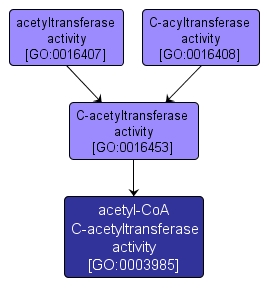 GO:0003985 - acetyl-CoA C-acetyltransferase activity (interactive image map)