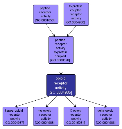 GO:0004985 - opioid receptor activity (interactive image map)