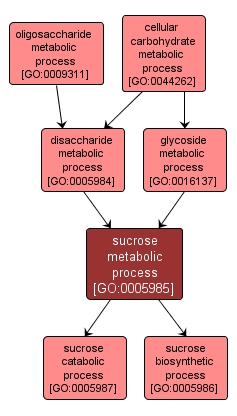 GO:0005985 - sucrose metabolic process (interactive image map)