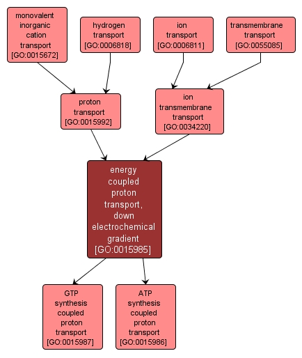 GO:0015985 - energy coupled proton transport, down electrochemical gradient (interactive image map)