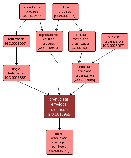 GO:0018985 - pronuclear envelope synthesis (interactive image map)