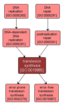 GO:0019985 - translesion synthesis (interactive image map)