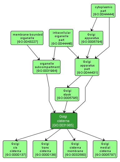 GO:0031985 - Golgi cisterna (interactive image map)