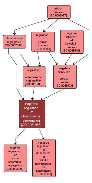 GO:0051985 - negative regulation of chromosome segregation (interactive image map)
