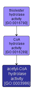 GO:0003986 - acetyl-CoA hydrolase activity (interactive image map)