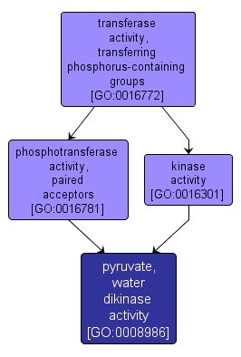 GO:0008986 - pyruvate, water dikinase activity (interactive image map)