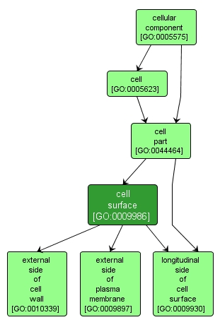 GO:0009986 - cell surface (interactive image map)