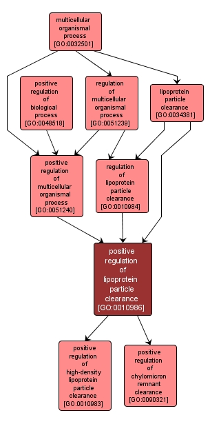 GO:0010986 - positive regulation of lipoprotein particle clearance (interactive image map)