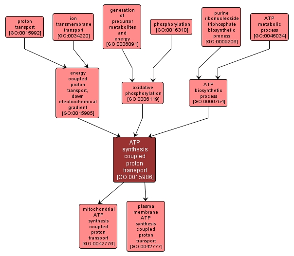 GO:0015986 - ATP synthesis coupled proton transport (interactive image map)
