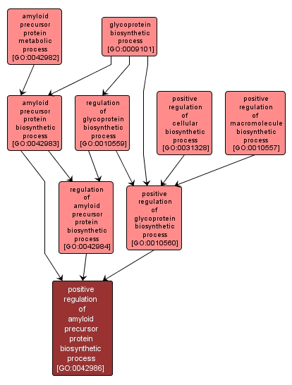 GO:0042986 - positive regulation of amyloid precursor protein biosynthetic process (interactive image map)