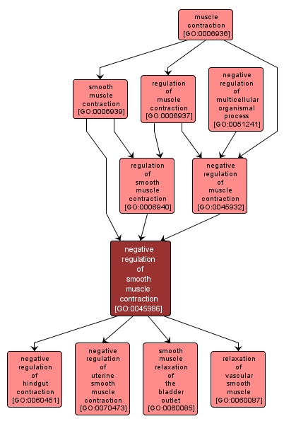 GO:0045986 - negative regulation of smooth muscle contraction (interactive image map)