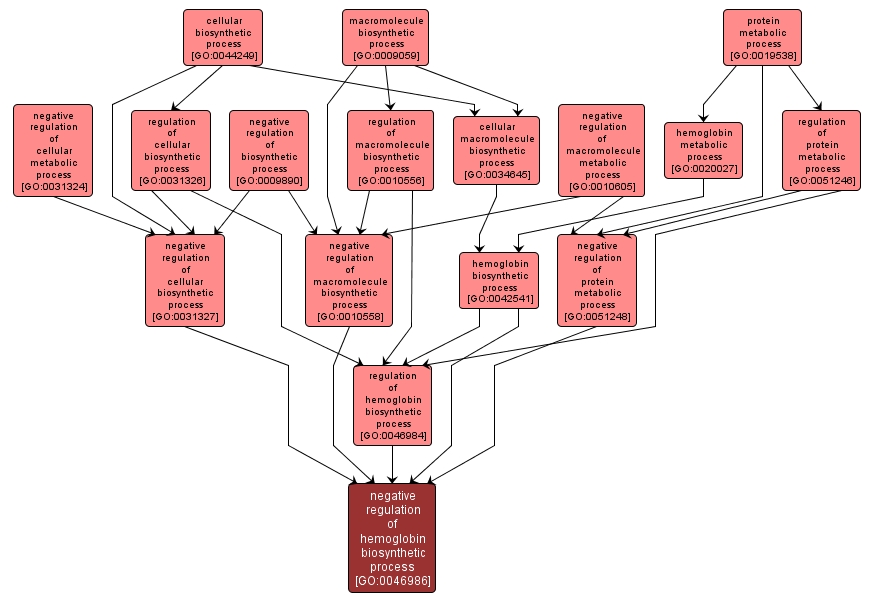 GO:0046986 - negative regulation of hemoglobin biosynthetic process (interactive image map)