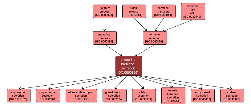 GO:0060986 - endocrine hormone secretion (interactive image map)