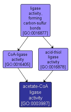 GO:0003987 - acetate-CoA ligase activity (interactive image map)