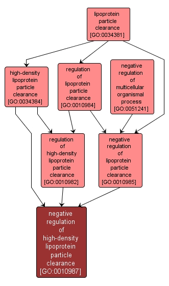 GO:0010987 - negative regulation of high-density lipoprotein particle clearance (interactive image map)