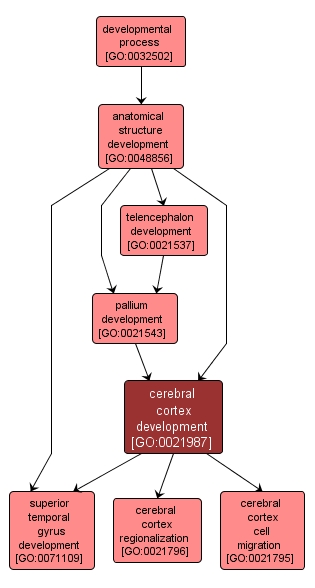 GO:0021987 - cerebral cortex development (interactive image map)
