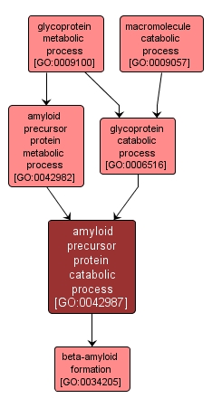GO:0042987 - amyloid precursor protein catabolic process (interactive image map)