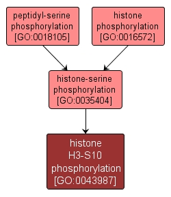 GO:0043987 - histone H3-S10 phosphorylation (interactive image map)