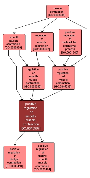 GO:0045987 - positive regulation of smooth muscle contraction (interactive image map)