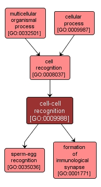GO:0009988 - cell-cell recognition (interactive image map)