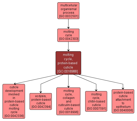 GO:0018988 - molting cycle, protein-based cuticle (interactive image map)