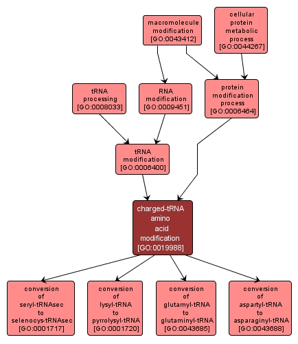 GO:0019988 - charged-tRNA amino acid modification (interactive image map)