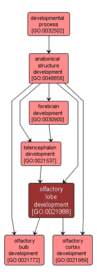 GO:0021988 - olfactory lobe development (interactive image map)