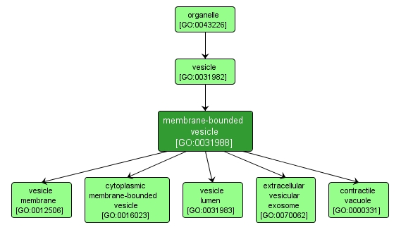 GO:0031988 - membrane-bounded vesicle (interactive image map)