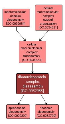 GO:0032988 - ribonucleoprotein complex disassembly (interactive image map)